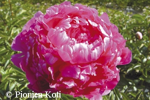 Paeonia lactiflora 'Glory Hallelujah', kiinanpioni